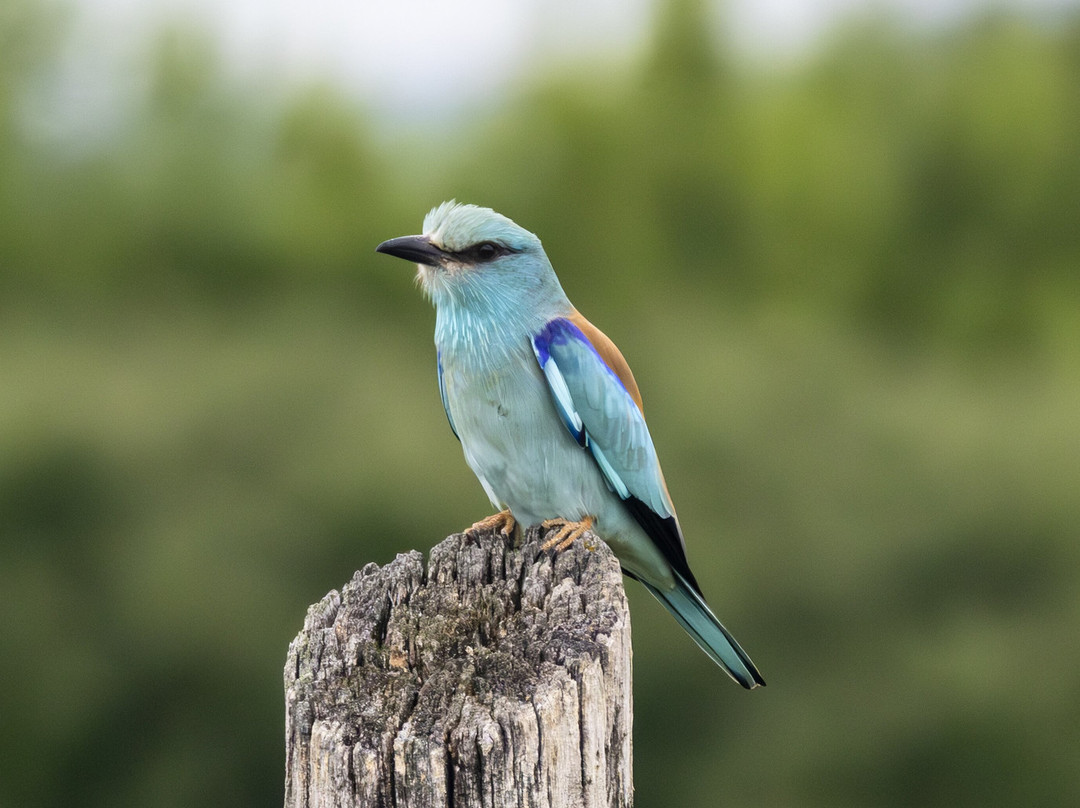 Hungarianbirdwatching.com Day Tours-布达佩斯必去景点