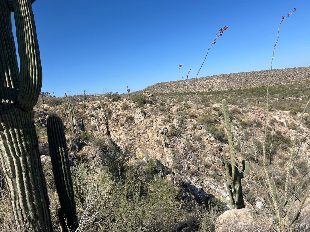 Catalina State Park-图森必去景点