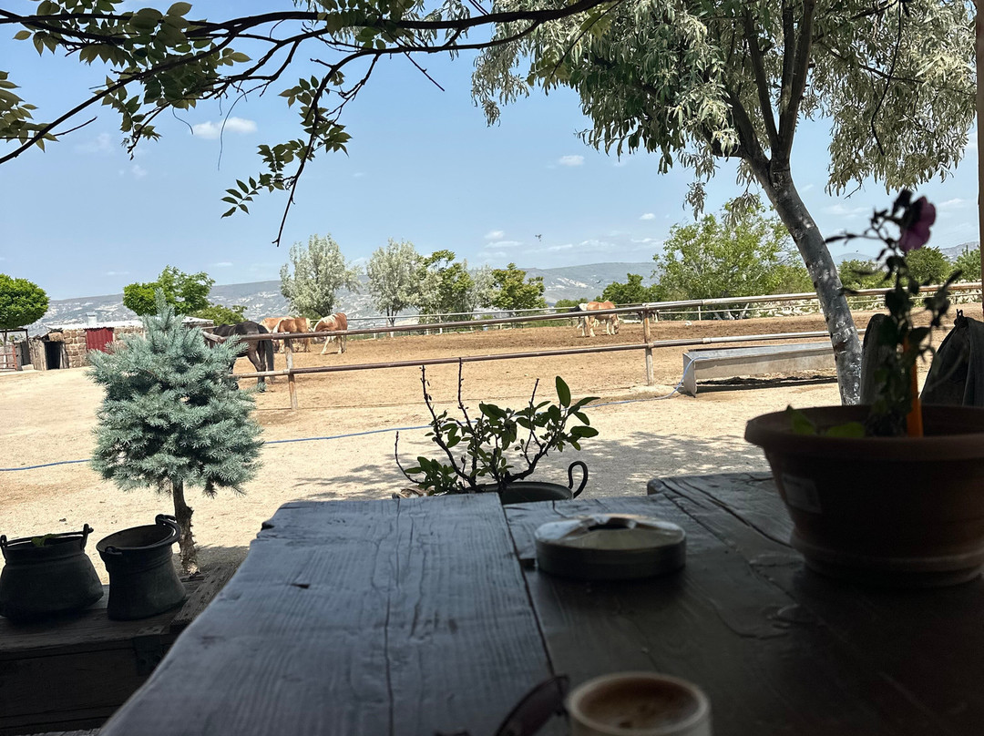 Cemal Ranch景点图片