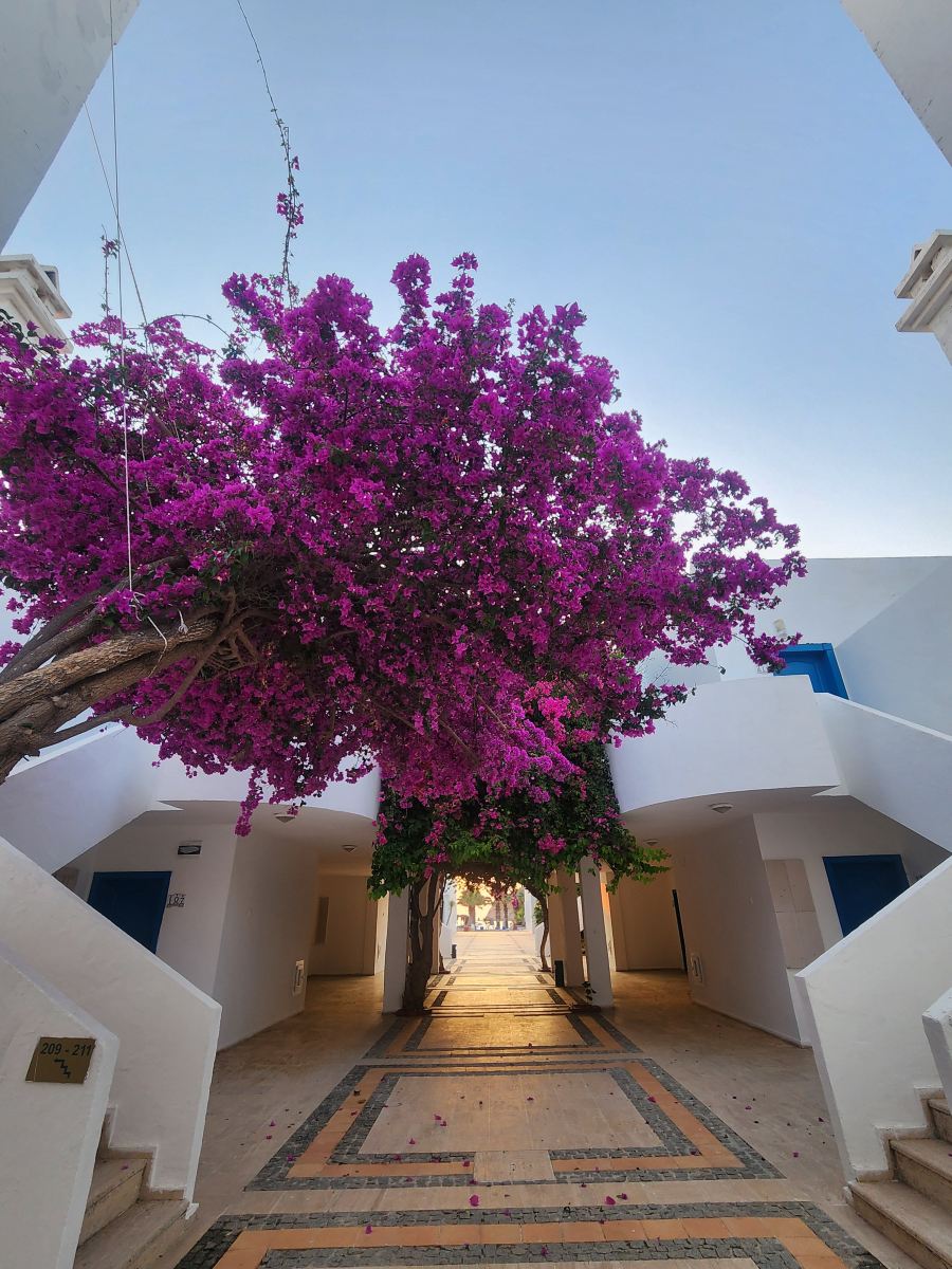 Ladonia Hotels Zemda Gümüşlük-官方