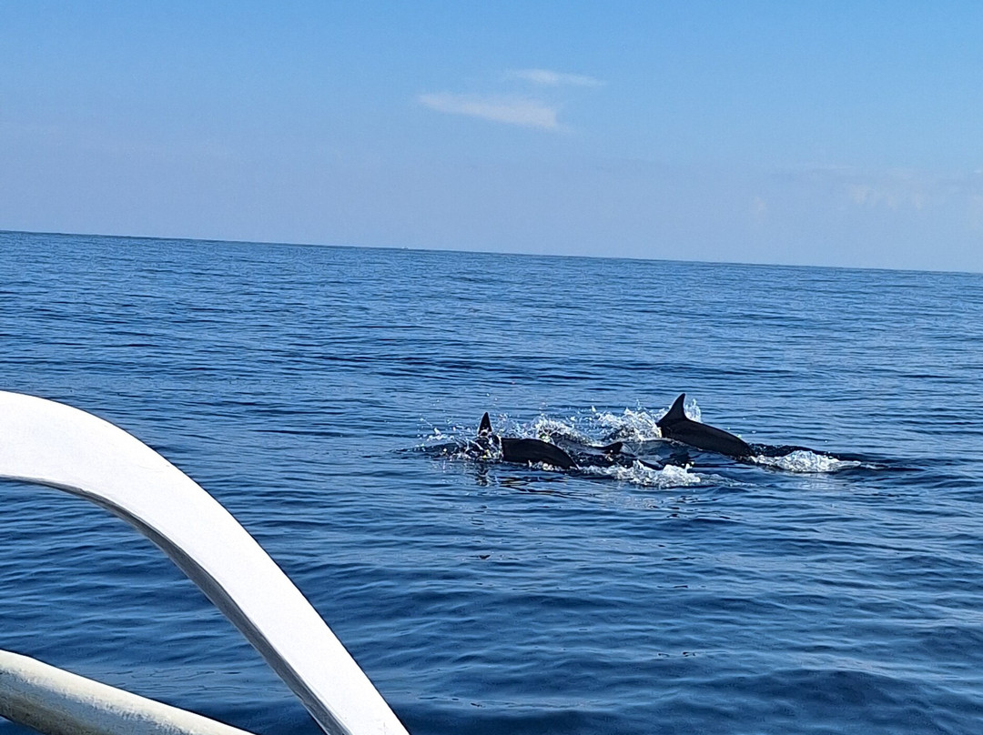 Agus Lovina Dolphin Tour-罗威那海滩必去景点