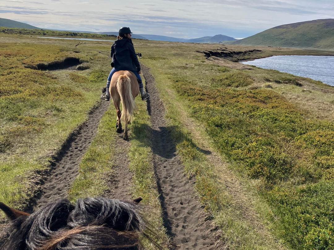 Lava Horses-胡萨维克必去景点