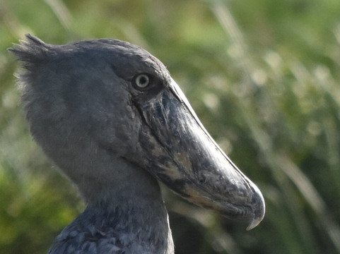 Realm Africa Safaris-恩德培必去景点