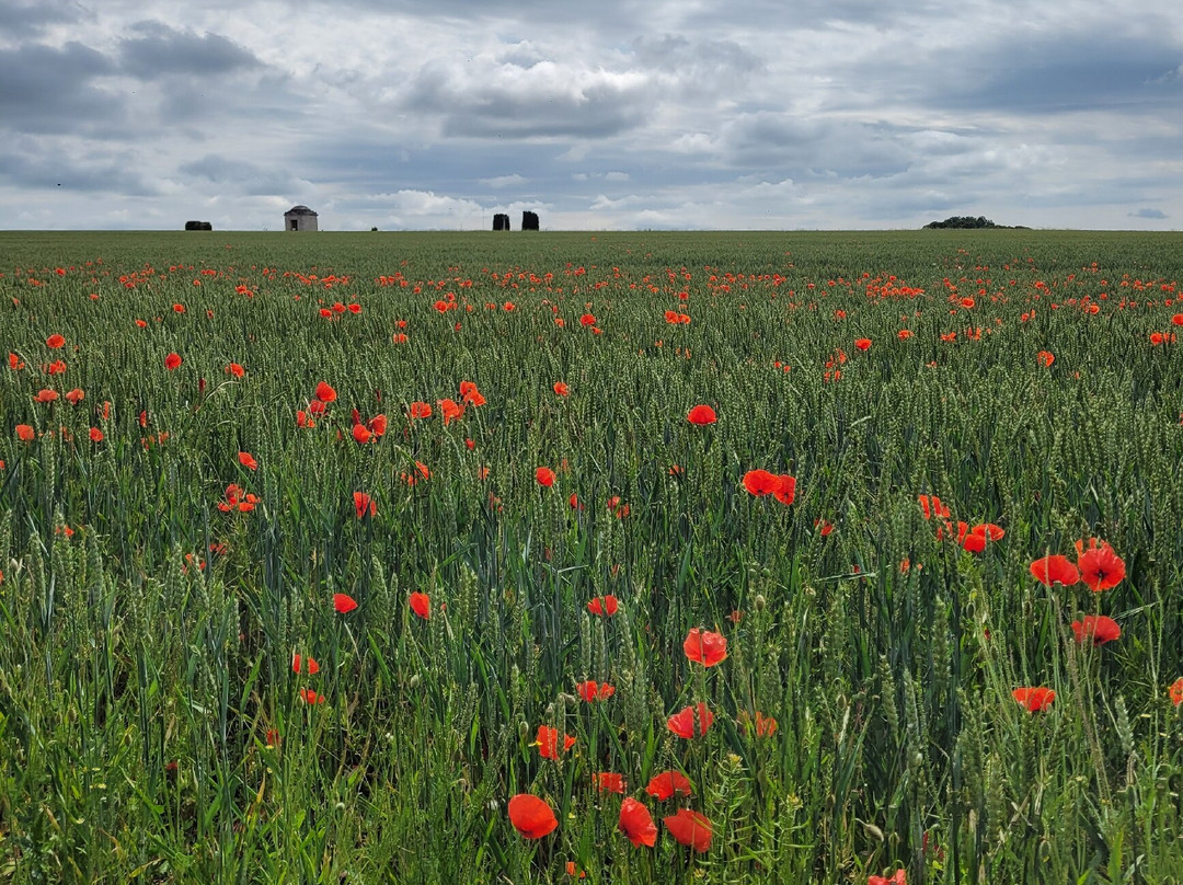 Ulster Memorial Tower & Thiepval Wood景点图片