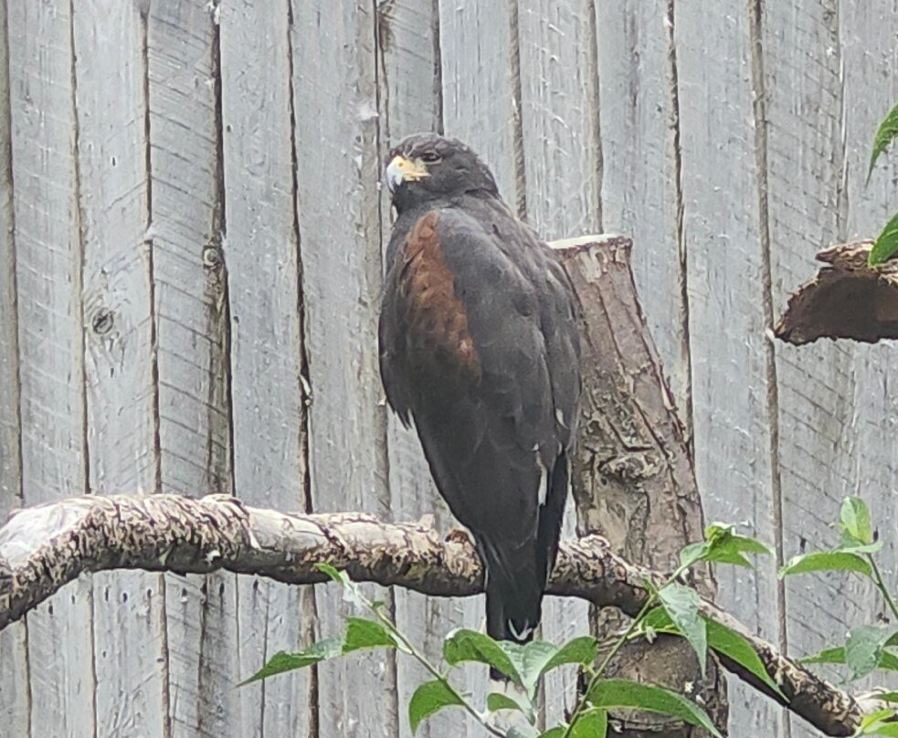 BC Wildlife Park-坎卢普斯必去景点