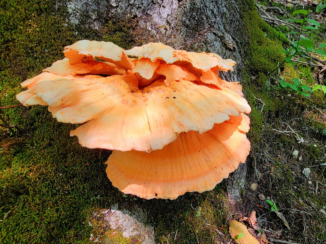 Kanawha State Forest-查尔斯顿必去景点