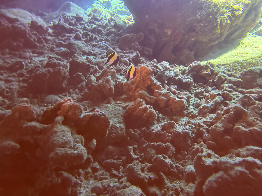 Liquid Cosmos Divers-卡威哈也必去景点