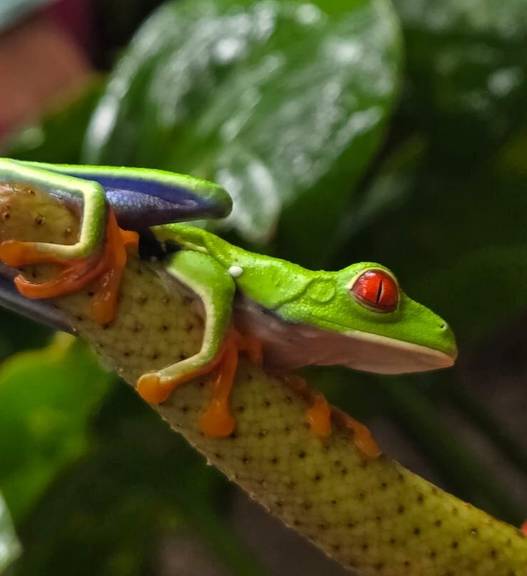 El Cadejo Marino-Playa Panama必去景点