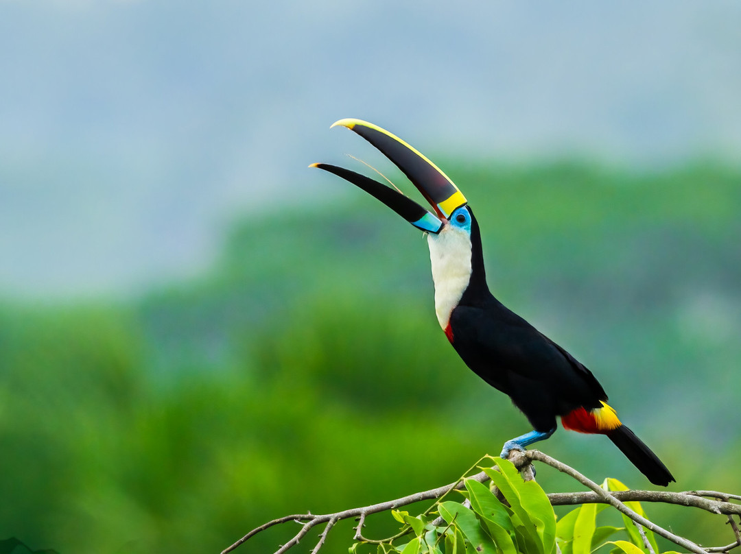 San Jorge Eco-lodges & Private Reserves in Ecuador-基多必去景点