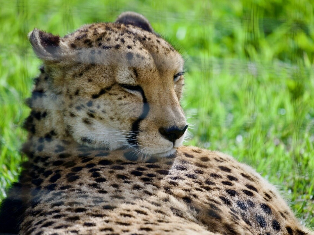 Cheetah Outreach - Somerset West-西索美塞必去景点