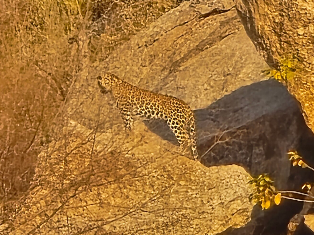 Jawai Leopard Safaris-Jawai Bandh必去景点