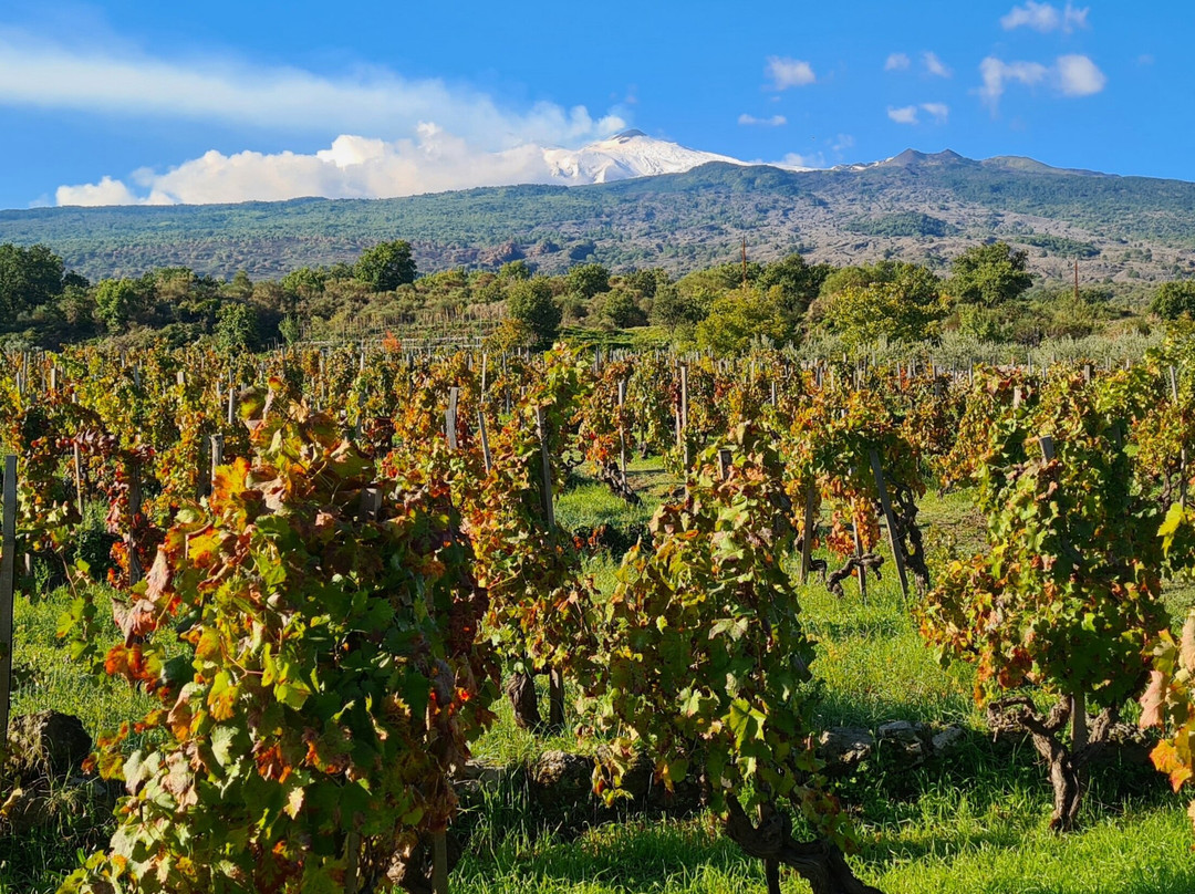 Casale 120 Winery-Rovittello必去景点