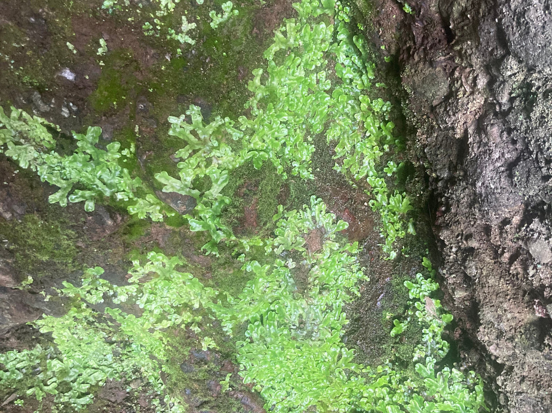 Cushendun Caves-Cushendun必去景点