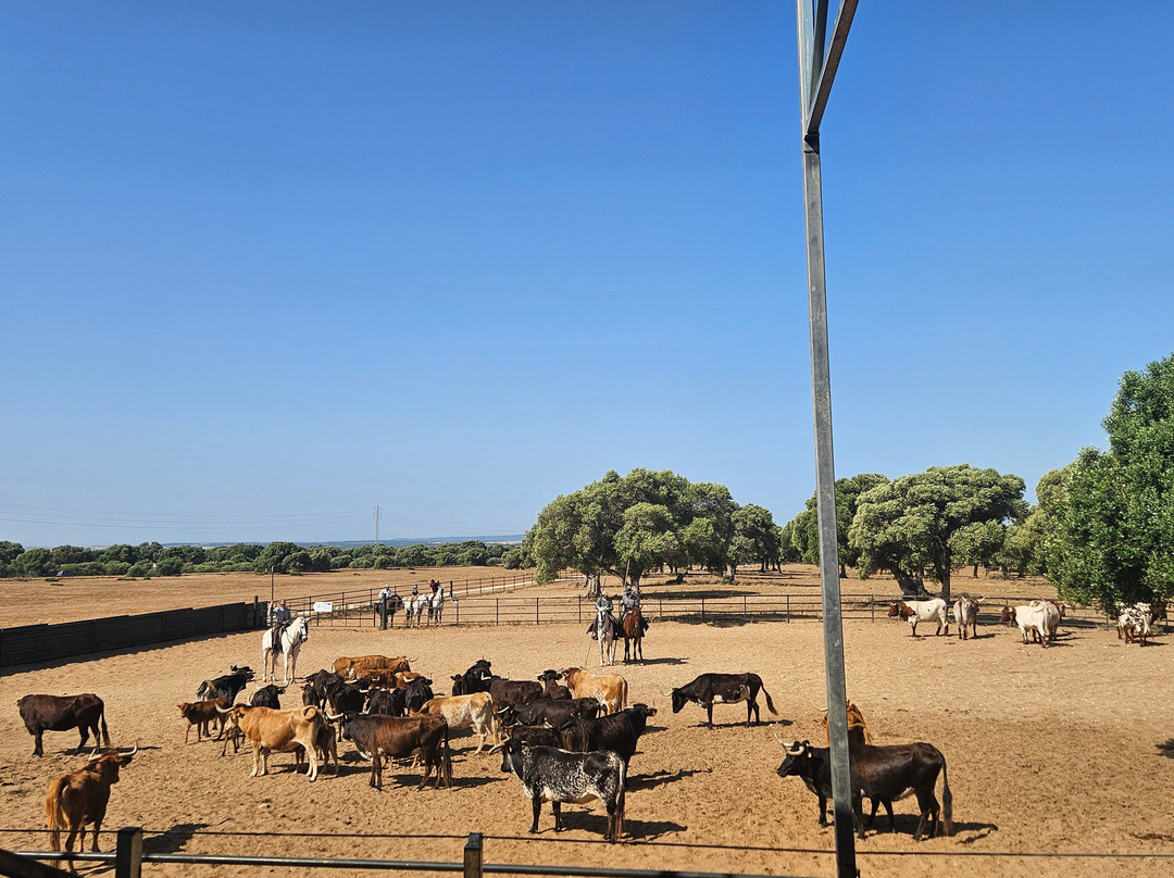 A Campo Abierto-Medina-Sidonia必去景点