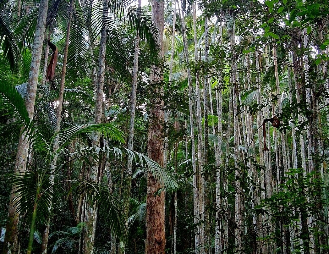 Mapleton Falls National Park-Mapleton必去景点