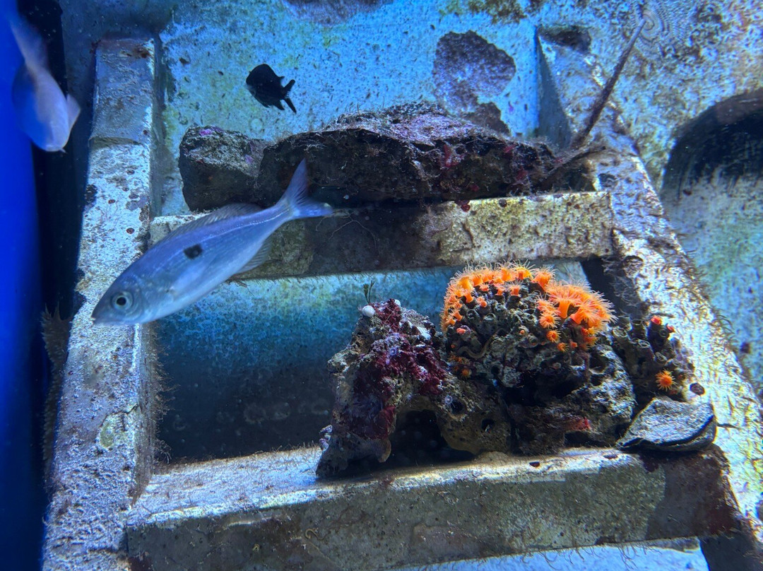 Acquario Del Salento-Santa Maria al Bagno必去景点