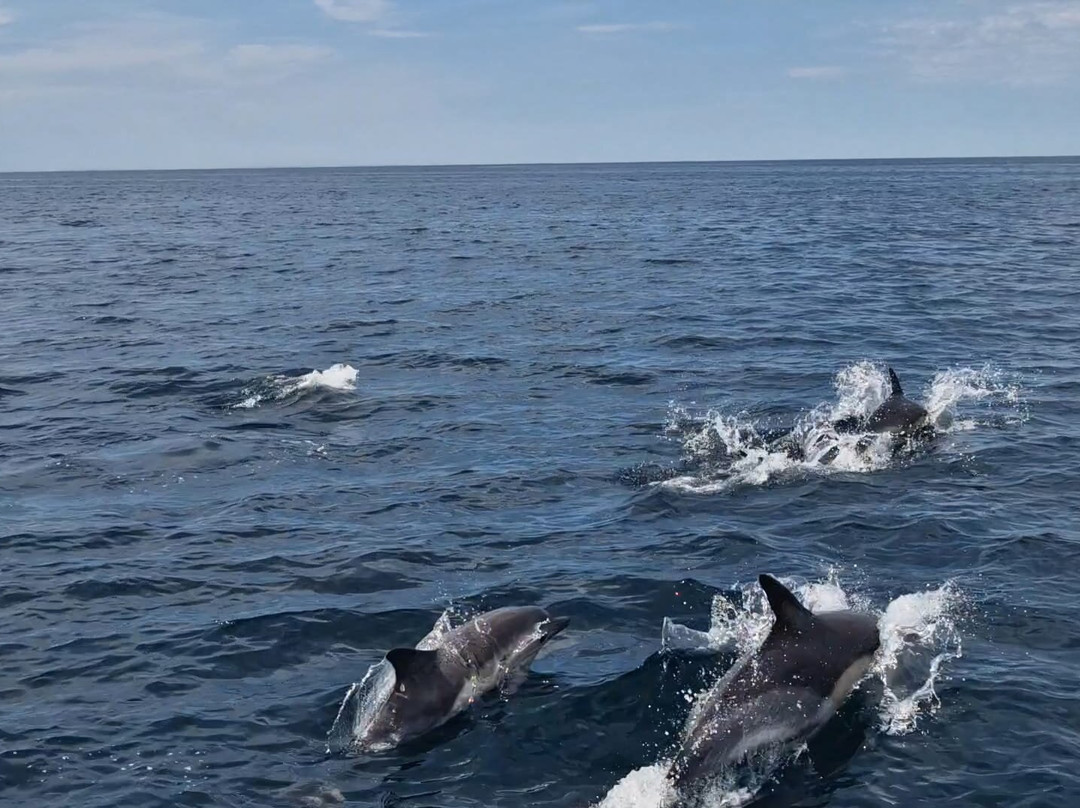 Gairloch Marine Life Centre & Cruises-盖尔洛赫必去景点