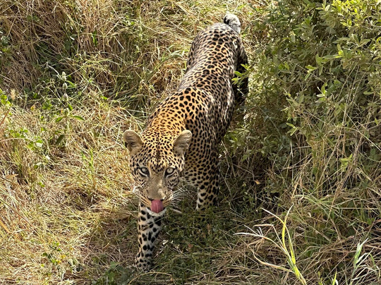 Trailblazer Safaris-阿鲁沙必去景点