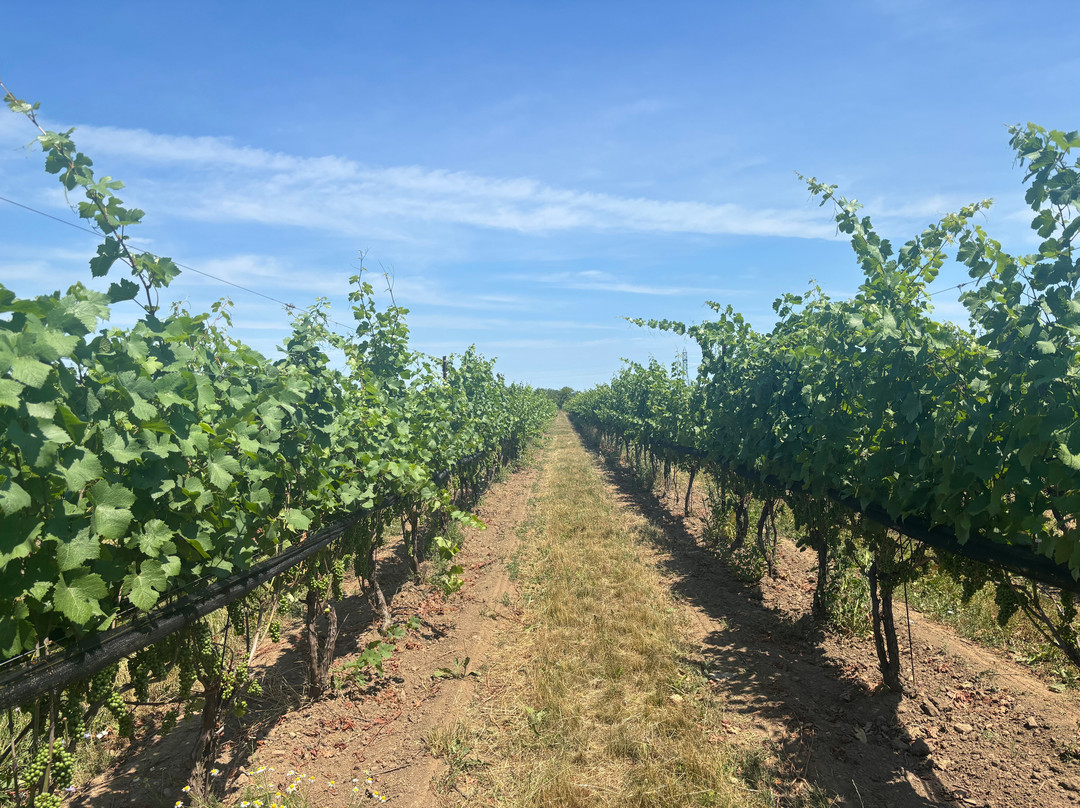 Leaning Post Wines-Stoney Creek必去景点