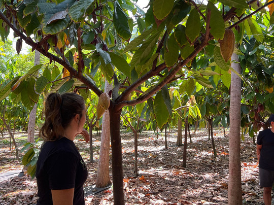 Kamananui Cacao Orchard Tour-瓦胡岛必去景点