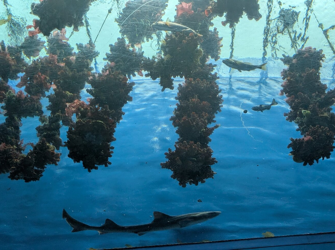 Sendai Uminomori Aquarium-仙台市必去景点