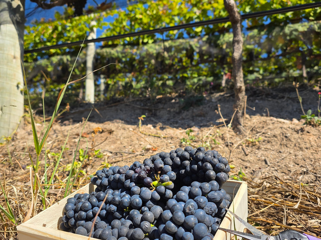 Vinícola Amana-Espirito Santo Do Pinhal必去景点