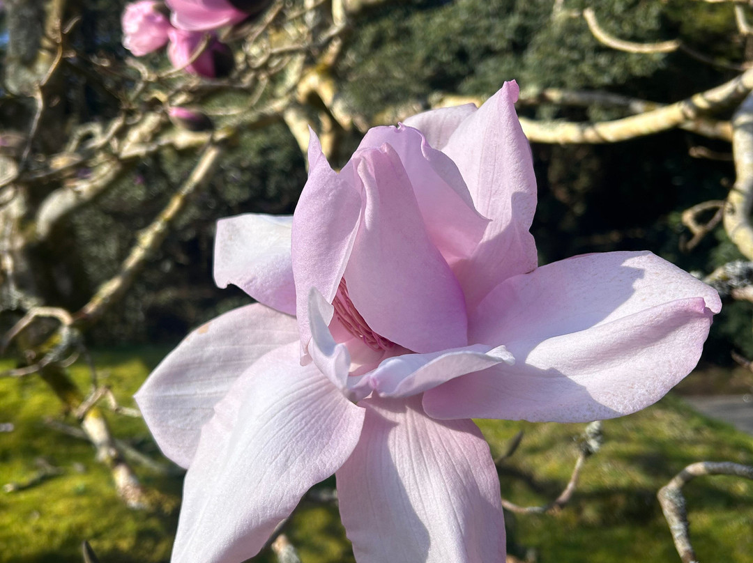 Caerhays Castle-Gorran必去景点