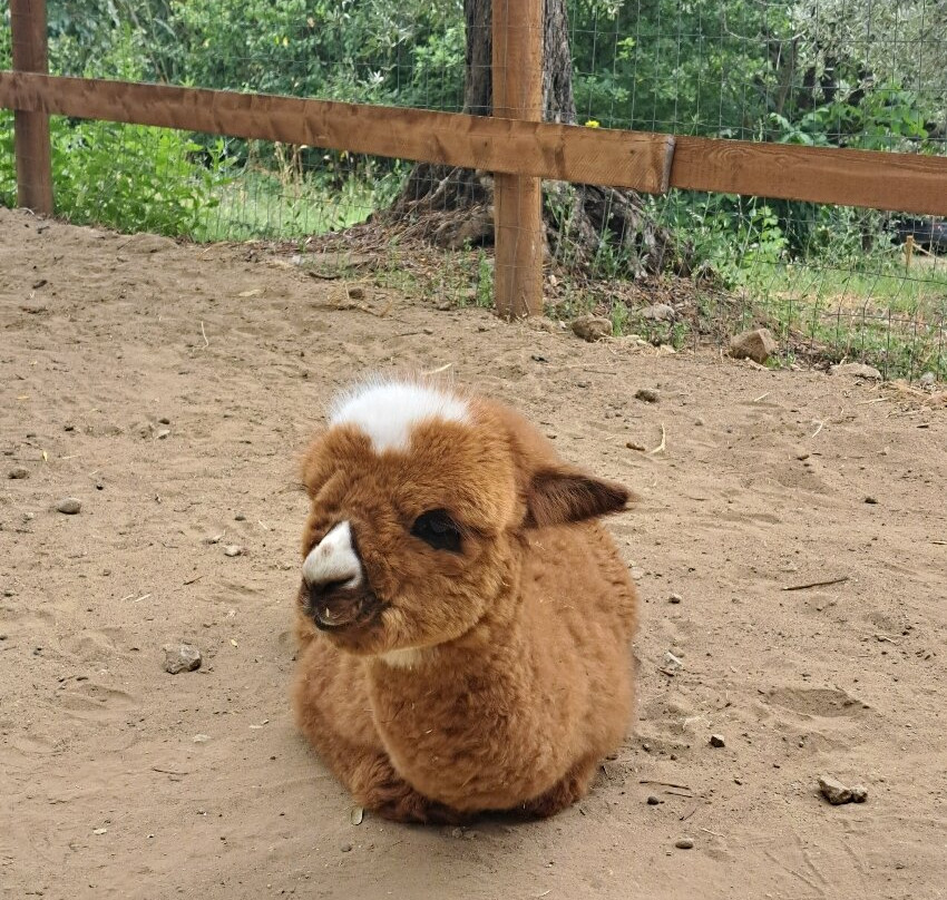 Basilicata Alpaca-Acerenza必去景点