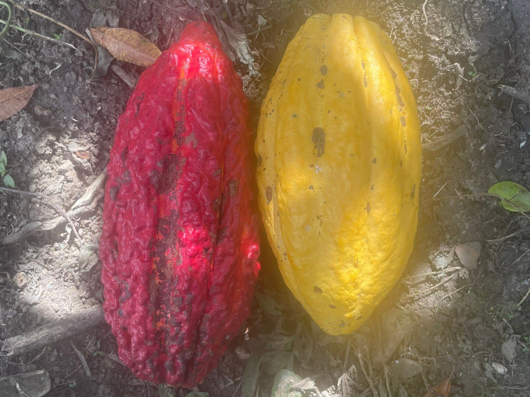 Sacharuna Adventure-Tarapoto必去景点