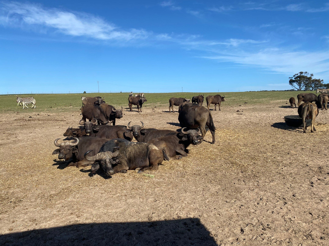 Buffelsfontein Game & Nature Reserve - Day Tours-Darling必去景点
