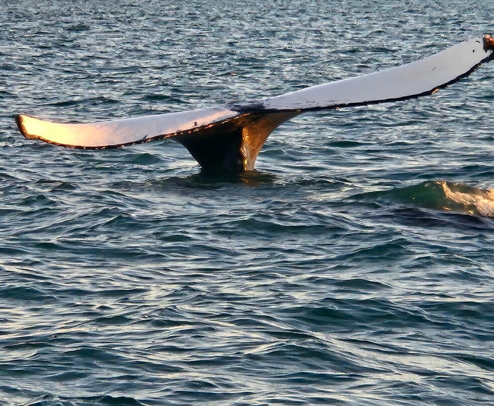 Aquascene Magnetic Island-Magnetic Island必去景点