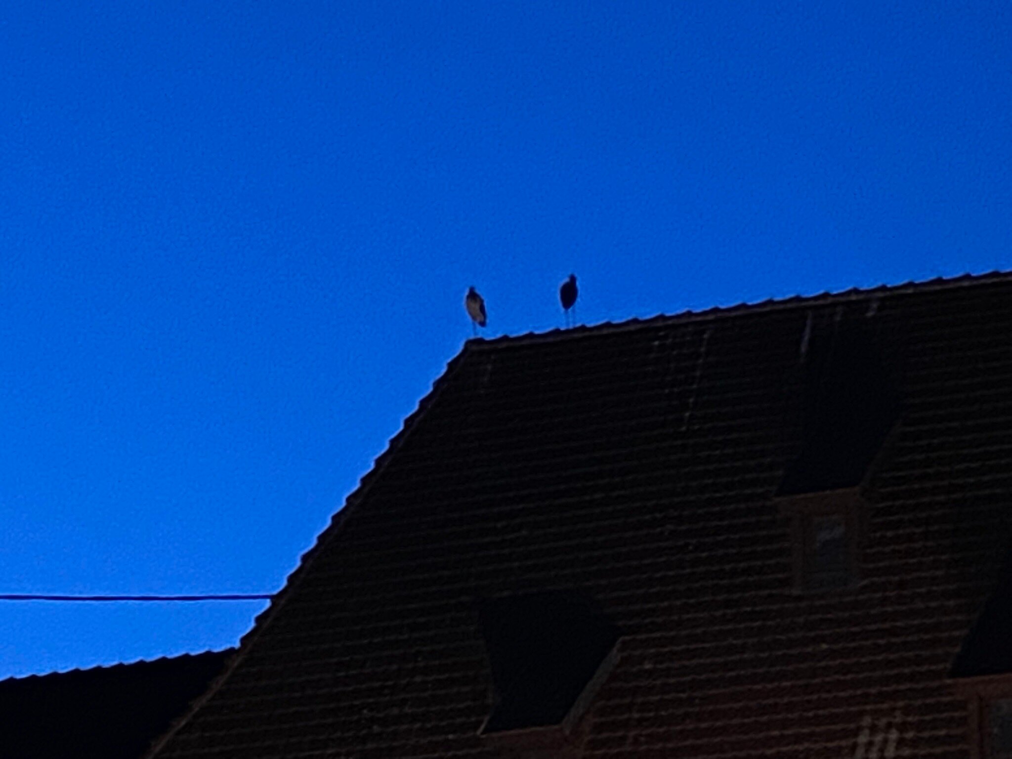 Clos des Raisins-官方