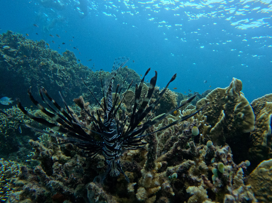Menjangan Trip Snorkeling & Diving-Pejarakan必去景点