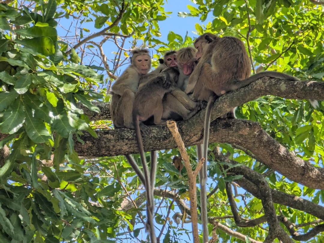 Guidewind Tours-Raddolugama必去景点