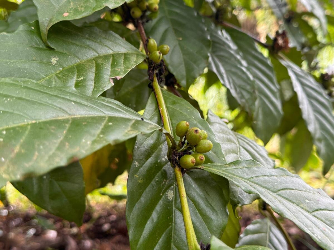 Nandana Tea Factory-Akuressa必去景点