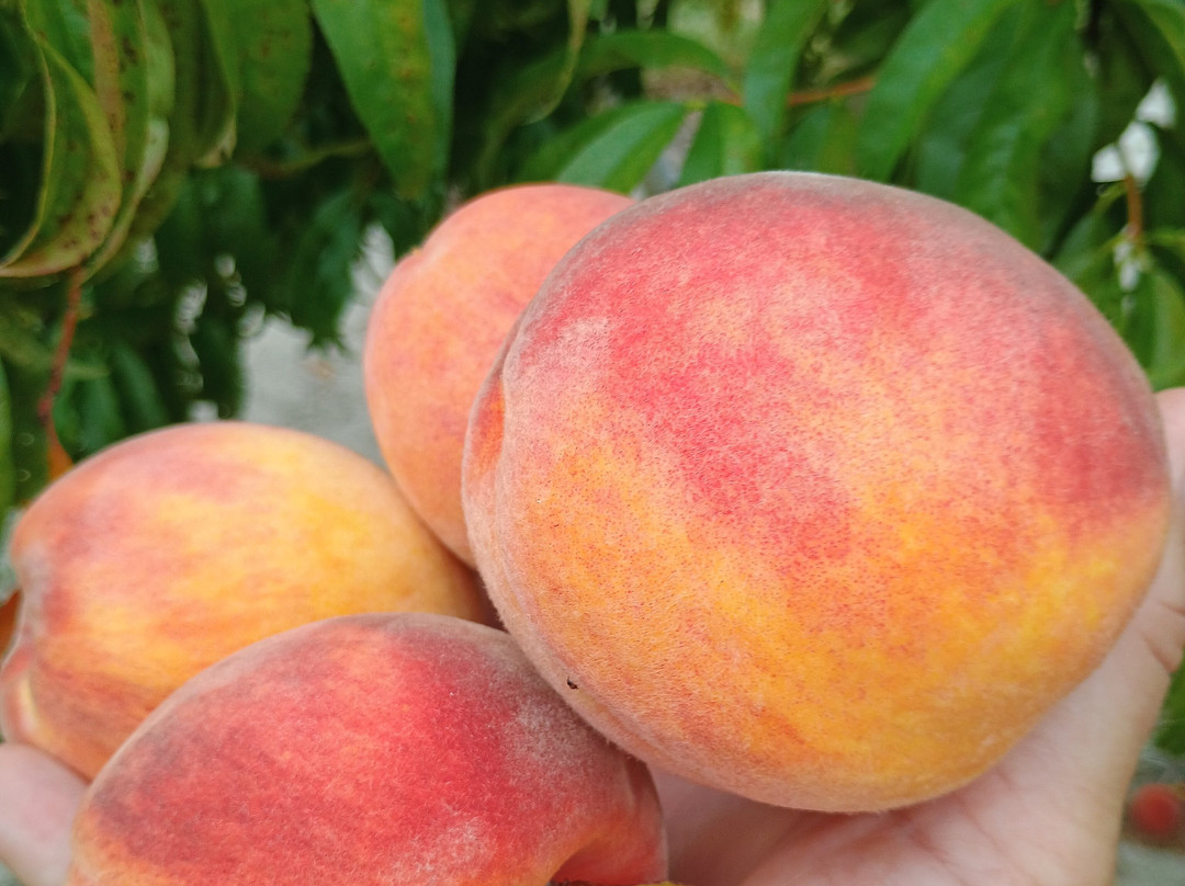 Bennett Orchards-Frankford必去景点