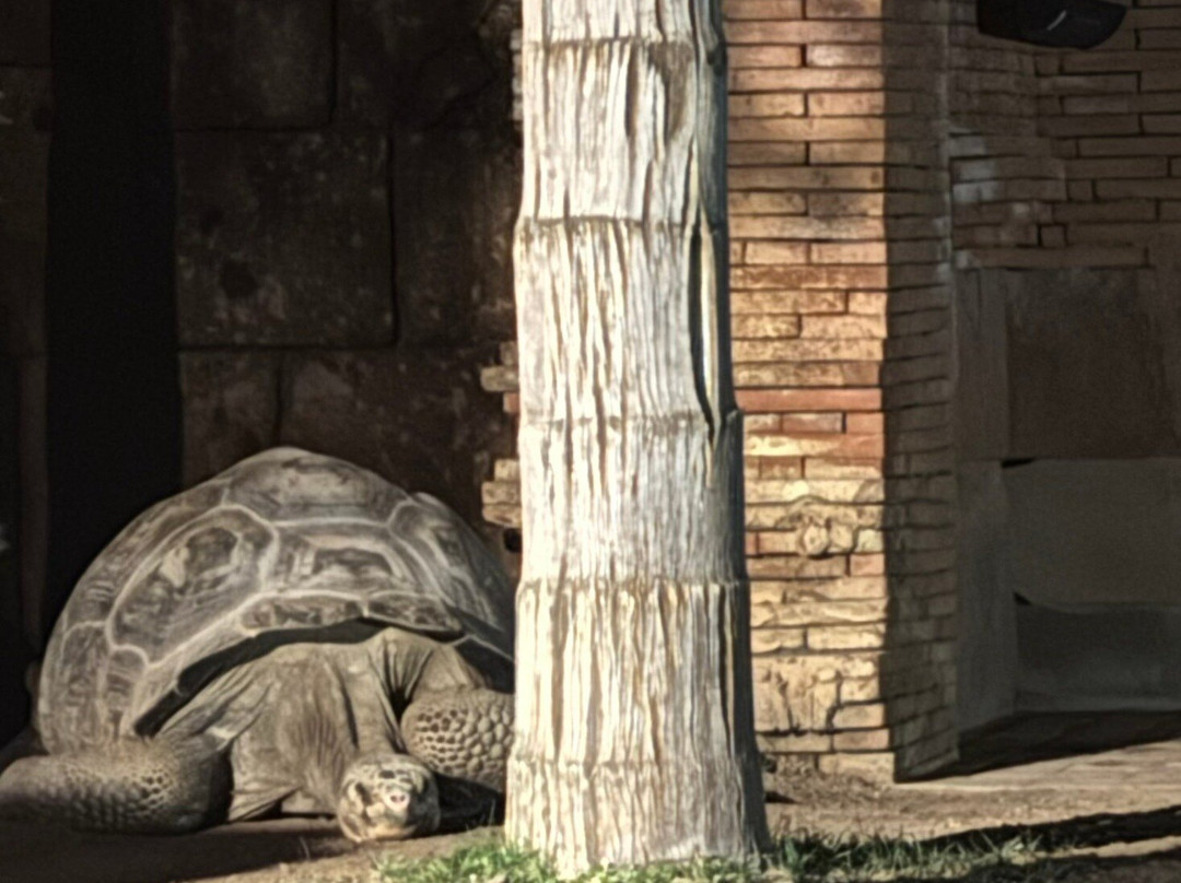 Bioparc Fuengirola-福恩吉罗拉必去景点