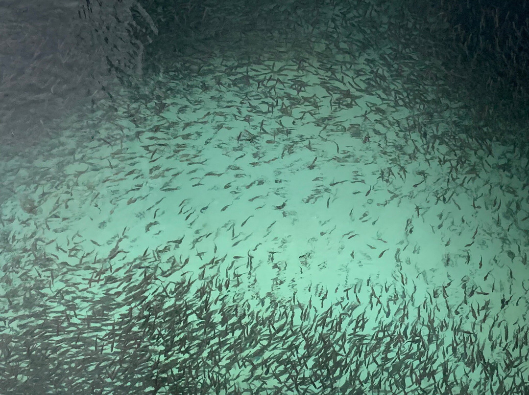 Dipac's Macaulay Salmon Hatchery-朱诺必去景点