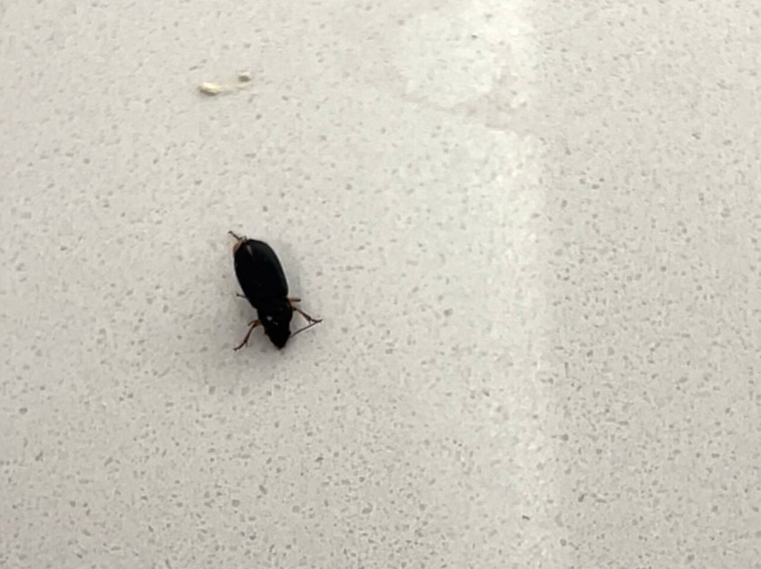 北欧克莱尔快捷假日&套房酒店主图