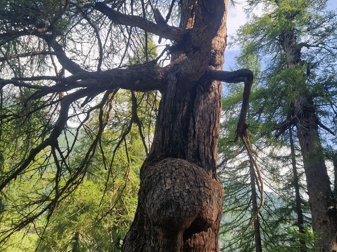 Larici millenari-San Pancrazio必去景点