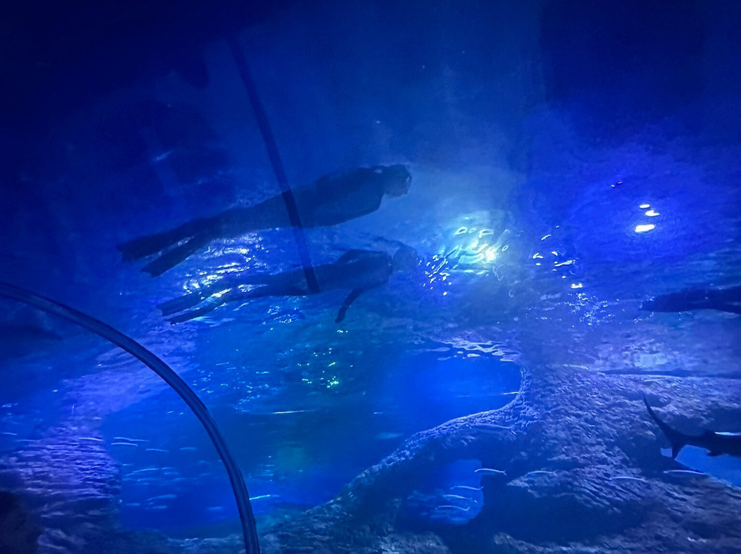 AQWA The Aquarium Of Western Australia-拉瑞斯必去景点