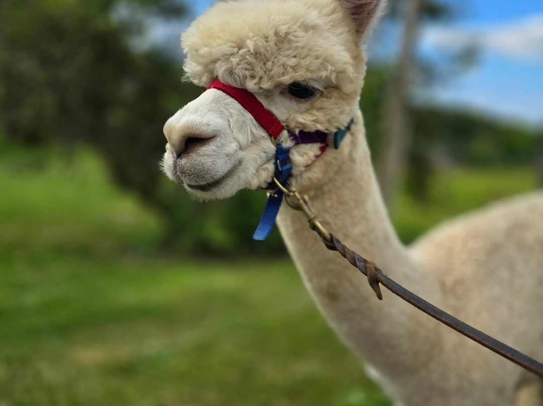 Alpakas Des Westens-Windeck必去景点