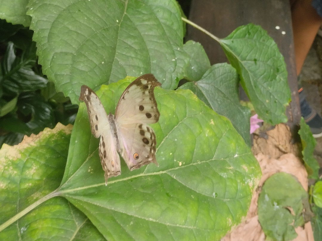 Au Paradis du Papillon-Sanguinet必去景点