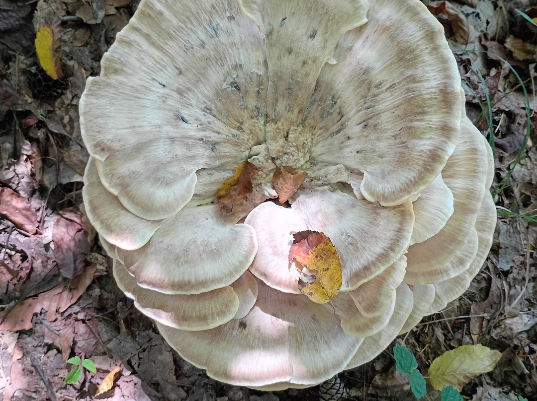 Fort Yargo State Park-Winder必去景点