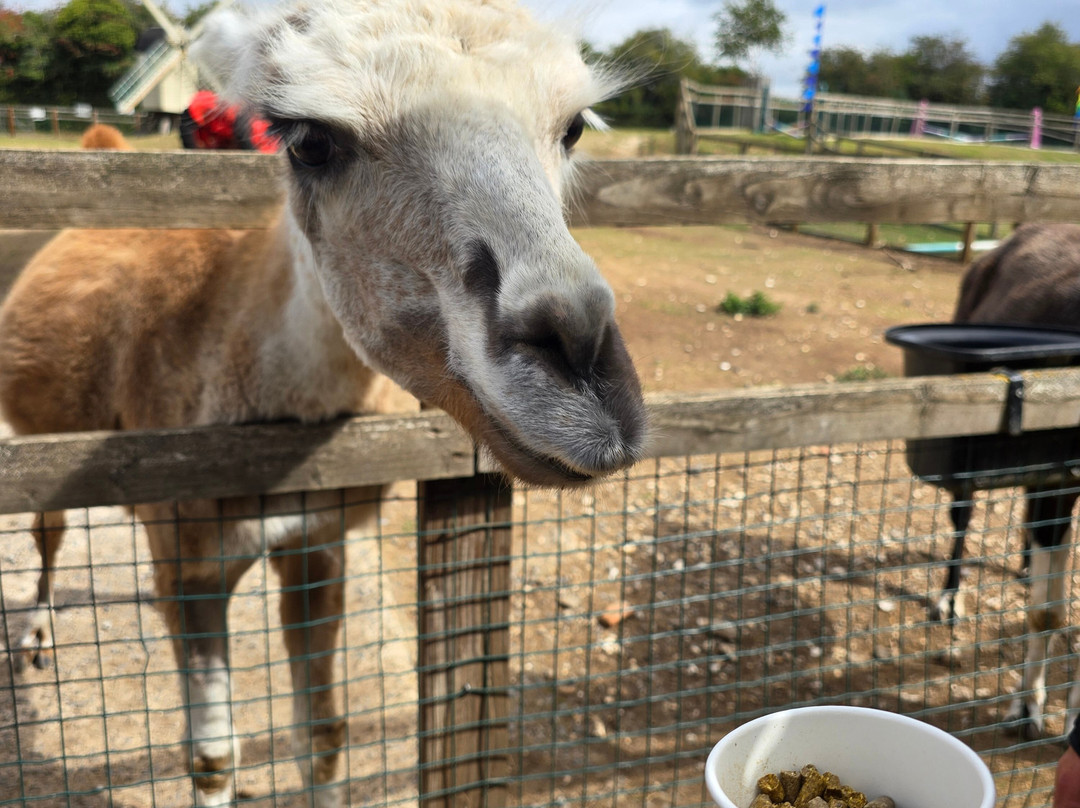 Finkley Down Farm-Andover必去景点