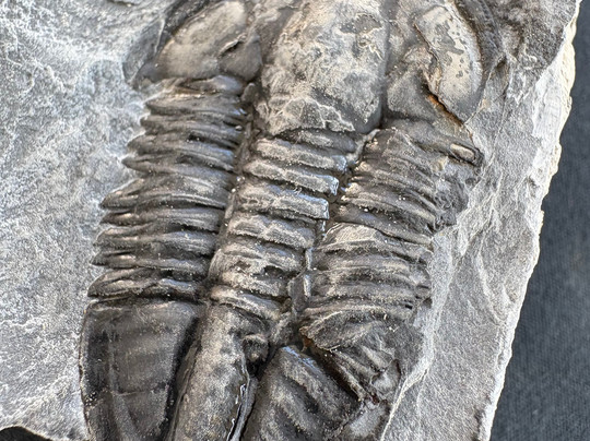 U-Dig Fossils-犹他州必去景点