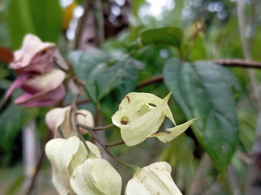 Aqua Amazon Xtreme-伊基托斯必去景点