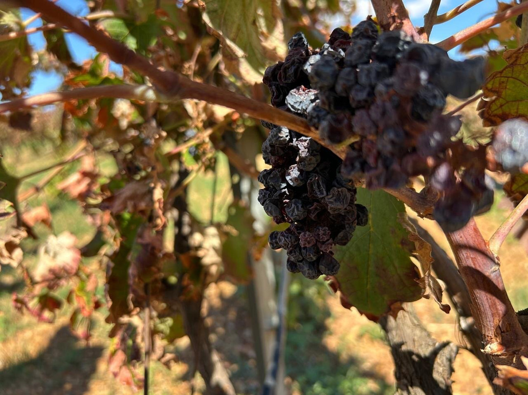 Cantine Domenico Russo-Ginosa必去景点