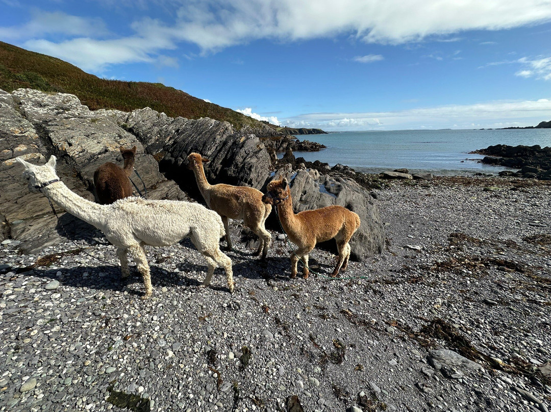 Seaside Alpacas West Cork