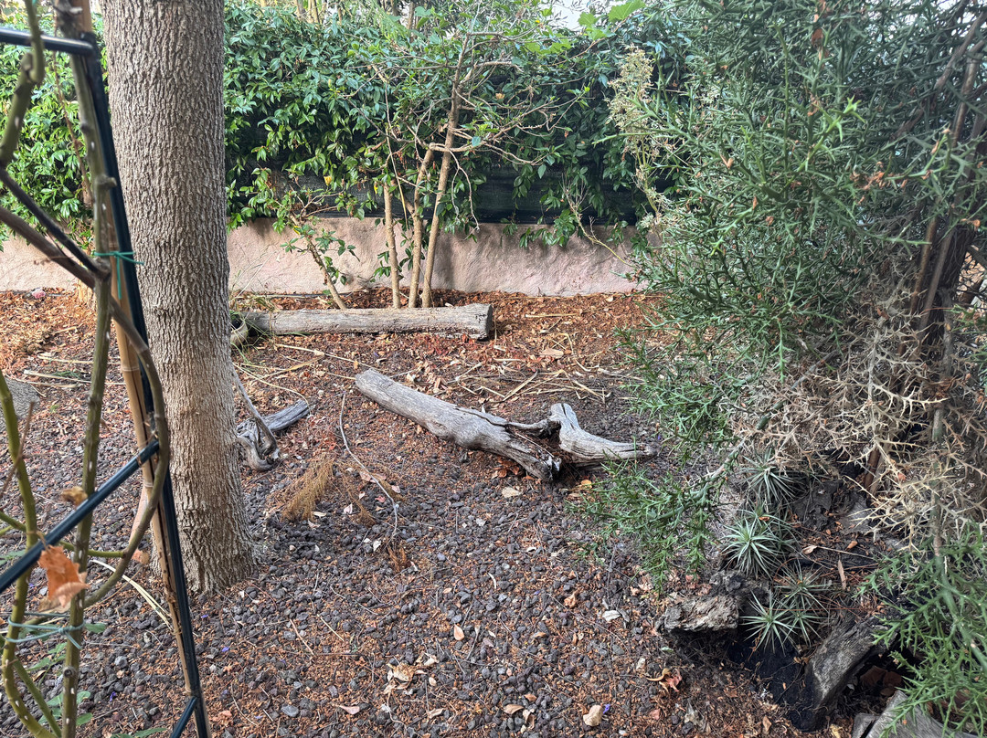 B&B Chorisia (IUN E5436)主图